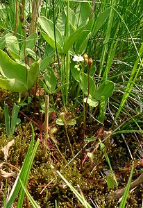 Drosera anglica (Droseraceae)  - Rossolis à feuilles longues, Rossolis à longues feuilles, Rossolis d'Angleterre, Droséra à longues feuilles, Droséra d'Angleterre - Great Sundew Marne [France] 07/08/2004 - 100m