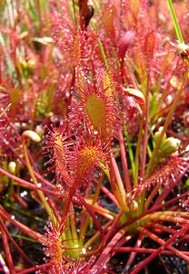 Drosera intermedia (Droseraceae)  - Rossolis intermédiaire, Droséra intermédiaire - Oblong-leaved Sundew Turnhout [Belgique] 14/08/2004 - 30m