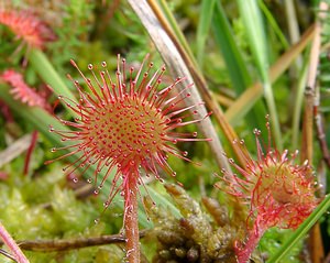 Drosera rotundifolia (Droseraceae)  - Rossolis à feuilles rondes, Droséra à feuilles rondes - Round-leaved Sundew Turnhout [Belgique] 14/08/2004 - 30m