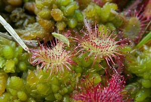 Drosera rotundifolia (Droseraceae)  - Rossolis à feuilles rondes, Droséra à feuilles rondes - Round-leaved Sundew Turnhout [Belgique] 14/08/2004 - 30m