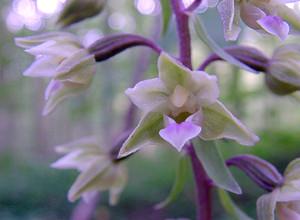 Epipactis purpurata (Orchidaceae)  - Épipactide pourpre, Épipactis pourpre, Épipactis violacé, Épipactide violacée - Violet Helleborine Pas-de-Calais [France] 21/08/2004 - 180m