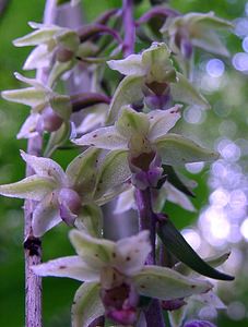 Epipactis purpurata (Orchidaceae)  - Épipactide pourpre, Épipactis pourpre, Épipactis violacé, Épipactide violacée - Violet Helleborine Pas-de-Calais [France] 21/08/2004 - 180m