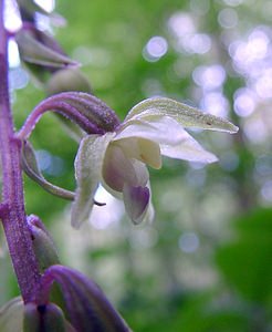 Epipactis purpurata (Orchidaceae)  - Épipactide pourpre, Épipactis pourpre, Épipactis violacé, Épipactide violacée - Violet Helleborine Pas-de-Calais [France] 21/08/2004 - 180m