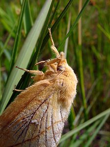 Euthrix potatoria (Lasiocampidae)  - Buveuse - Drinker Turnhout [Belgique] 14/08/2004 - 30m