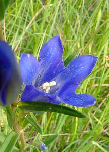 Gentiana pneumonanthe (Gentianaceae)  - Gentiane pneumonanthe, Gentiane des marais, Gentiane pulmonaire des marais - Marsh Gentian Marne [France] 07/08/2004 - 100m