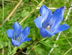 Gentiana pneumonanthe (Gentianaceae)  - Gentiane pneumonanthe, Gentiane des marais, Gentiane pulmonaire des marais - Marsh Gentian Marne [France] 07/08/2004 - 100m