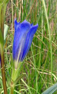 Gentiana pneumonanthe (Gentianaceae)  - Gentiane pneumonanthe, Gentiane des marais, Gentiane pulmonaire des marais - Marsh Gentian Marne [France] 07/08/2004 - 100m