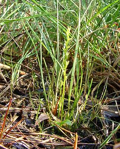 Hammarbya paludosa (Orchidaceae)  - Hammarbya des marais, Malaxis des tourbières, Malaxis à deux feuilles, Malaxide des marais, Malaxis des marais - Bog Orchid Turnhout [Belgique] 14/08/2004 - 30m