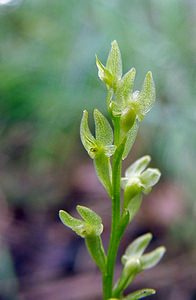 Hammarbya paludosa (Orchidaceae)  - Hammarbya des marais, Malaxis des tourbières, Malaxis à deux feuilles, Malaxide des marais, Malaxis des marais - Bog Orchid Turnhout [Belgique] 14/08/2004 - 30m