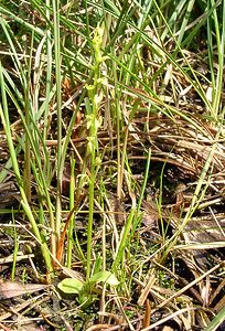 Hammarbya paludosa (Orchidaceae)  - Hammarbya des marais, Malaxis des tourbières, Malaxis à deux feuilles, Malaxide des marais, Malaxis des marais - Bog Orchid Turnhout [Belgique] 14/08/2004 - 30m