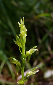 Hammarbya paludosa (Orchidaceae)  - Hammarbya des marais, Malaxis des tourbières, Malaxis à deux feuilles, Malaxide des marais, Malaxis des marais - Bog Orchid Turnhout [Belgique] 14/08/2004 - 30m