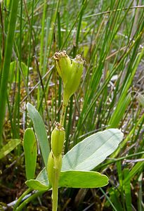 Liparis loeselii (Orchidaceae)  - Liparis de Loesel - Fen Orchid Marne [France] 07/08/2004 - 100m