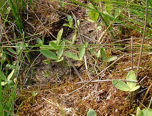 Menyanthes trifoliata (Menyanthaceae)  - Ményanthe trifolié, Trèfle d'eau, Ményanthe, Ményanthe trèfle d'eau - Bogbean Marne [France] 07/08/2004 - 100m