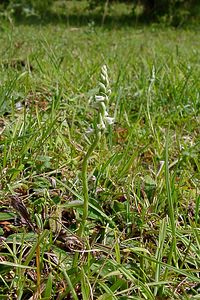 Spiranthes spiralis (Orchidaceae)  - Spiranthe d'automne, Spiranthe spiralée - Autumn Lady's-tresses Pas-de-Calais [France] 21/08/2004 - 80m