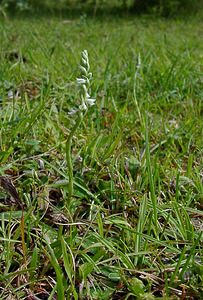 Spiranthes spiralis (Orchidaceae)  - Spiranthe d'automne, Spiranthe spiralée - Autumn Lady's-tresses Pas-de-Calais [France] 21/08/2004 - 80m