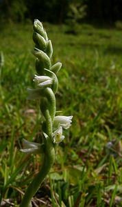 Spiranthes spiralis (Orchidaceae)  - Spiranthe d'automne, Spiranthe spiralée - Autumn Lady's-tresses Pas-de-Calais [France] 21/08/2004 - 80m