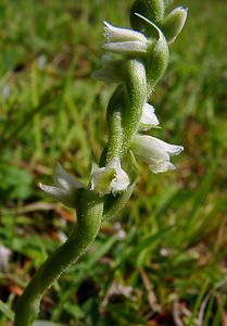 Spiranthes spiralis (Orchidaceae)  - Spiranthe d'automne, Spiranthe spiralée - Autumn Lady's-tresses Pas-de-Calais [France] 21/08/2004 - 80m