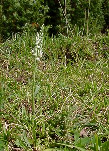 Spiranthes spiralis (Orchidaceae)  - Spiranthe d'automne, Spiranthe spiralée - Autumn Lady's-tresses Pas-de-Calais [France] 21/08/2004 - 80m