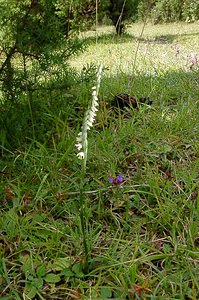 Spiranthes spiralis (Orchidaceae)  - Spiranthe d'automne, Spiranthe spiralée - Autumn Lady's-tresses Pas-de-Calais [France] 21/08/2004 - 80m