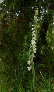 Spiranthes spiralis (Orchidaceae)  - Spiranthe d'automne, Spiranthe spiralée - Autumn Lady's-tresses Pas-de-Calais [France] 21/08/2004 - 80m