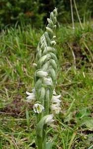 Spiranthes spiralis (Orchidaceae)  - Spiranthe d'automne, Spiranthe spiralée - Autumn Lady's-tresses Pas-de-Calais [France] 21/08/2004 - 80m