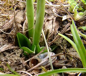 Spiranthes spiralis (Orchidaceae)  - Spiranthe d'automne, Spiranthe spiralée - Autumn Lady's-tresses Pas-de-Calais [France] 21/08/2004 - 80m