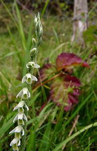 Spiranthes spiralis (Orchidaceae)  - Spiranthe d'automne, Spiranthe spiralée - Autumn Lady's-tresses Pas-de-Calais [France] 21/08/2004 - 80m