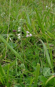 Spiranthes spiralis (Orchidaceae)  - Spiranthe d'automne, Spiranthe spiralée - Autumn Lady's-tresses Pas-de-Calais [France] 21/08/2004 - 80m