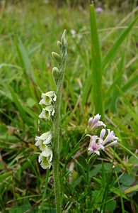 Spiranthes spiralis (Orchidaceae)  - Spiranthe d'automne, Spiranthe spiralée - Autumn Lady's-tresses Pas-de-Calais [France] 21/08/2004 - 80m