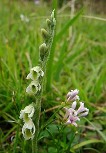 Spiranthes spiralis (Orchidaceae)  - Spiranthe d'automne, Spiranthe spiralée - Autumn Lady's-tresses Pas-de-Calais [France] 21/08/2004 - 80m