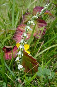 Spiranthes spiralis (Orchidaceae)  - Spiranthe d'automne, Spiranthe spiralée - Autumn Lady's-tresses Pas-de-Calais [France] 21/08/2004 - 80m