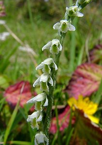 Spiranthes spiralis (Orchidaceae)  - Spiranthe d'automne, Spiranthe spiralée - Autumn Lady's-tresses Pas-de-Calais [France] 21/08/2004 - 80m