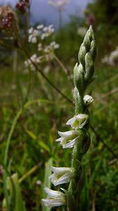 Spiranthes spiralis (Orchidaceae)  - Spiranthe d'automne, Spiranthe spiralée - Autumn Lady's-tresses Pas-de-Calais [France] 21/08/2004 - 80m