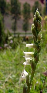 Spiranthes spiralis (Orchidaceae)  - Spiranthe d'automne, Spiranthe spiralée - Autumn Lady's-tresses Pas-de-Calais [France] 21/08/2004 - 80m