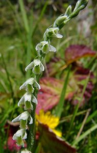 Spiranthes spiralis (Orchidaceae)  - Spiranthe d'automne, Spiranthe spiralée - Autumn Lady's-tresses Pas-de-Calais [France] 21/08/2004 - 80m