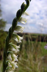 Spiranthes spiralis (Orchidaceae)  - Spiranthe d'automne, Spiranthe spiralée - Autumn Lady's-tresses Pas-de-Calais [France] 21/08/2004 - 80m