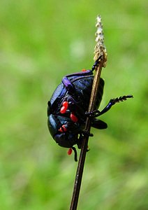 Timarcha tenebricosa (Chrysomelidae)  - Grand crache-sang, Crache-sang - Bloody-nosed Beetle Pas-de-Calais [France] 21/08/2004 - 80m