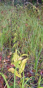 Epipactis helleborine (Orchidaceae)  - Épipactide helléborine, Épipactis à larges feuilles, Épipactis à feuilles larges, Elléborine à larges feuilles, Helléborine - Broad-leaved Helleborine Nord [France] 30/10/2004 - 30m