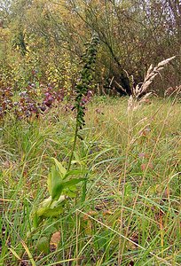 Epipactis helleborine (Orchidaceae)  - Épipactide helléborine, Épipactis à larges feuilles, Épipactis à feuilles larges, Elléborine à larges feuilles, Helléborine - Broad-leaved Helleborine Nord [France] 30/10/2004 - 30m