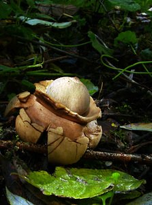 Geastrum triplex (Geastraceae)  - Géastre a trois enveloppes - Collared Earthstar Nord [France] 30/10/2004 - 30m