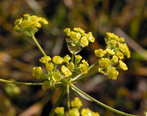 Bupleurum falcatum (Apiaceae)  - Buplèvre en faux, Buplèvre à feuilles en faux, Percefeuille - Sickle-leaved Hare's-ear Somme [France] 19/12/2004 - 80m