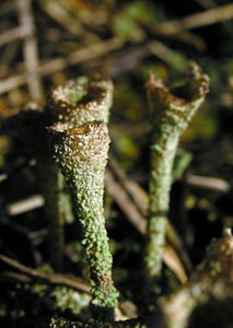 Cladonia chlorophaea (Cladoniaceae)  Somme [France] 19/12/2004 - 80m