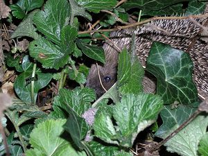 Erinaceus europaeus (Erinaceidae)  - Hérisson d'Europe - West European Hedgehog Nord [France] 26/12/2004 - 40m