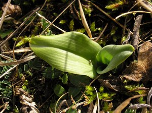 Himantoglossum hircinum (Orchidaceae)  - Himantoglosse bouc, Orchis bouc, Himantoglosse à odeur de bouc - Lizard Orchid Somme [France] 08/01/2005 - 80m