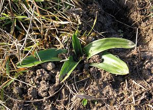 Orchis anthropophora (Orchidaceae)  - Acéras homme-pendu - Man Orchid Oise [France] 22/01/2005 - 170m