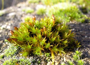 Orthotrichum  (Orthotrichaceae)  Oise [France] 22/01/2005 - 170m