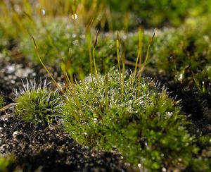 Tortula muralis (Pottiaceae)  - Wall Screw-moss Oise [France] 22/01/2005 - 170m