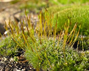 Tortula muralis (Pottiaceae)  - Wall Screw-moss Oise [France] 22/01/2005 - 170m