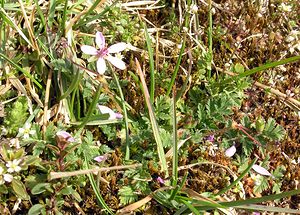 Erodium cicutarium (Geraniaceae)  - Érodium à feuilles de ciguë, Bec-de-grue - Common Stork's-bill Aisne [France] 20/03/2005 - 120m