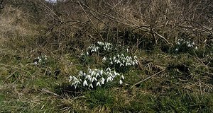 Galanthus nivalis (Amaryllidaceae)  - Perce-neige - Snowdrop Somme [France] 13/03/2005 - 10m